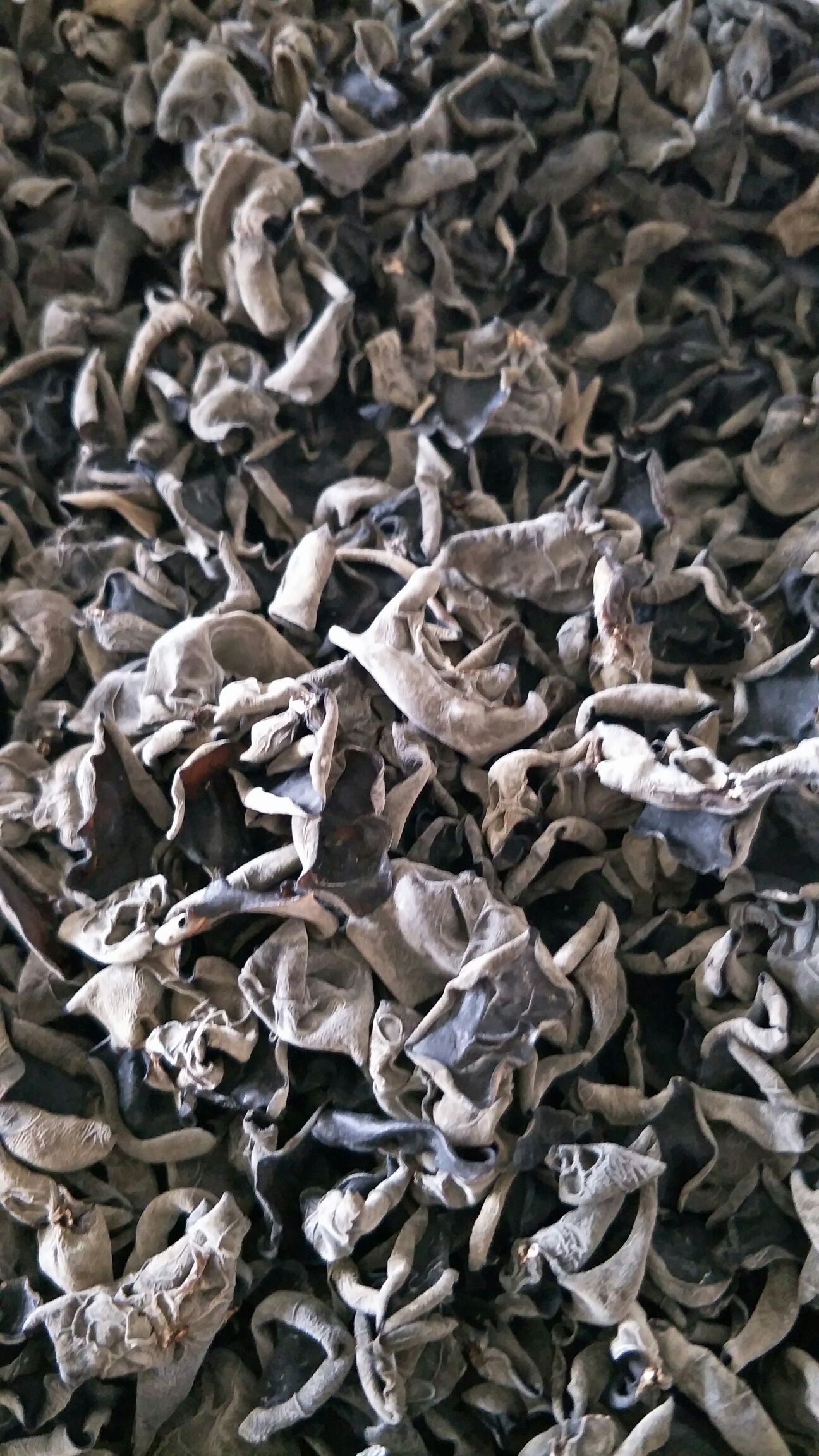  东北黑木耳
