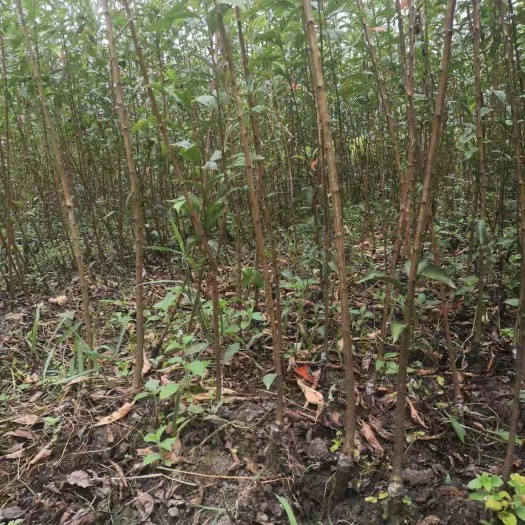 富川县蜂糖李树苗 蜂糖李苗