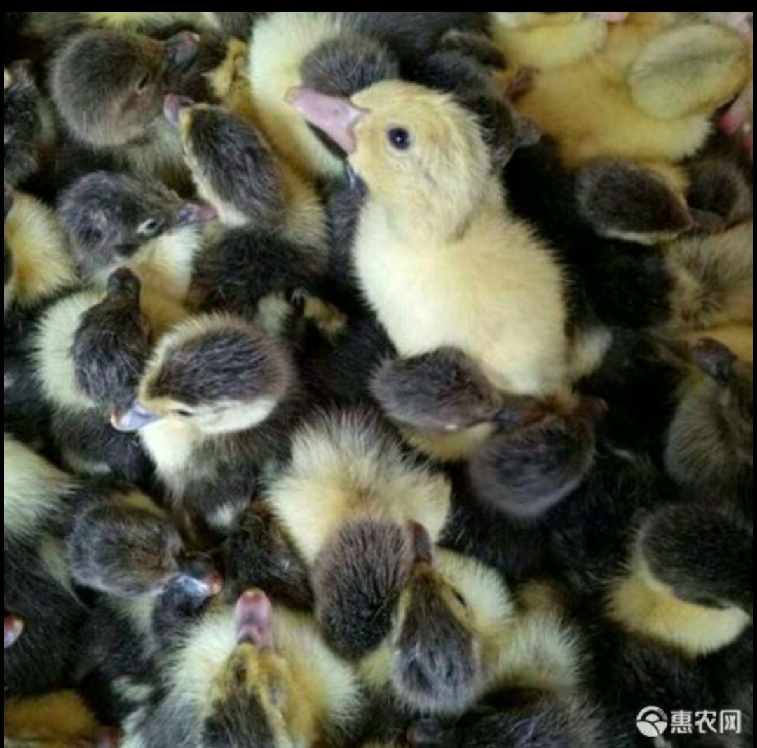 大种花番鸭 火鸭苗 巴巴里 西洋鸭苗 严选荣誉商家 企业认证