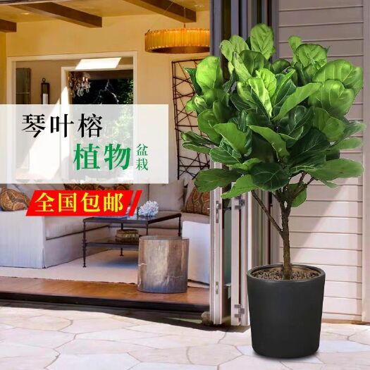 沭阳县琴叶榕盆栽 琴叶榕大型盆栽大叶琴叶榕橡皮树客厅盆栽吸甲醛观叶绿植四季易养