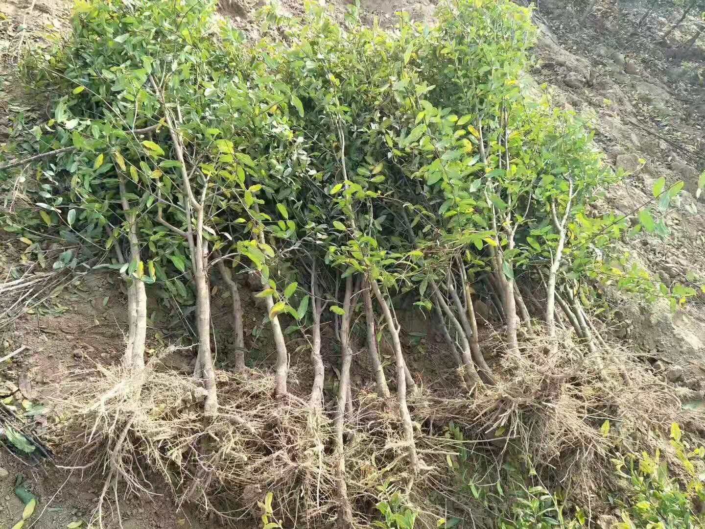 [突尼斯软籽石榴树苗批发]软籽石榴苗 河阴石榴基地 突尼斯软籽石榴树
