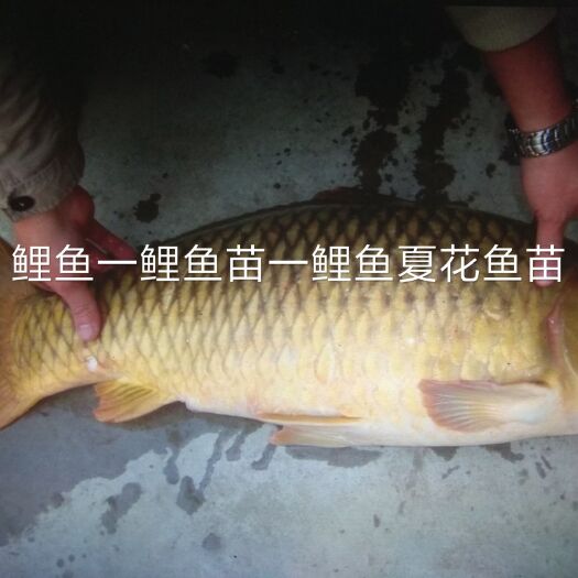 北京 养殖场直销鲤鱼 鲤鱼苗