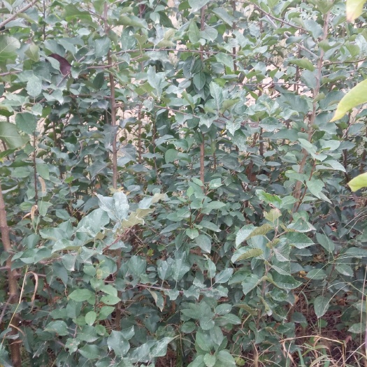 阜城县天红2号苹果苗 出售嫁接苹果苗
