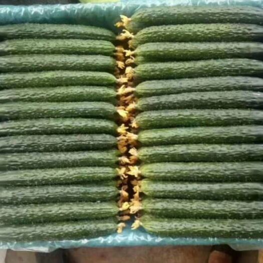 凌源市 精品黄瓜带花大量上市