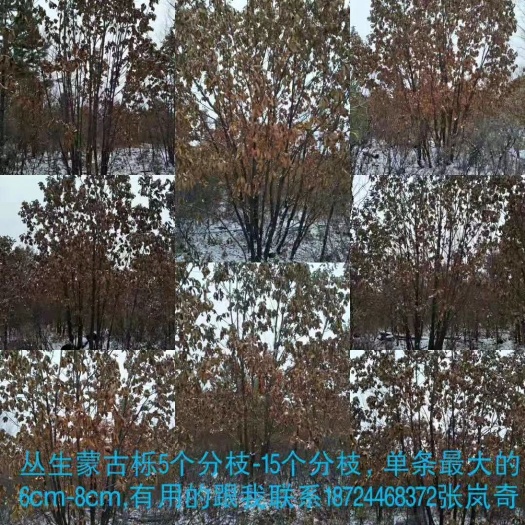 呼玛县 白桦，蒙古栎