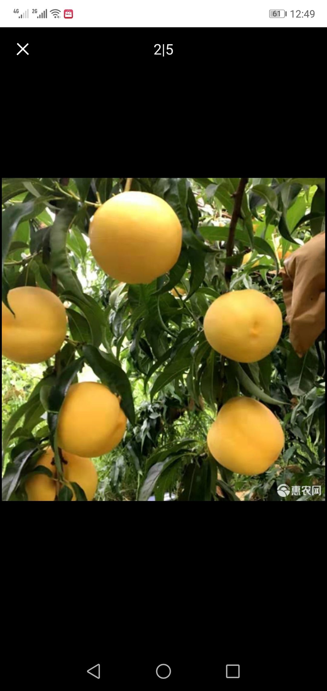 锦绣黄桃苗 锦绣黄桃，基地直供，现挖现卖，成活率高，包邮，24小时发货