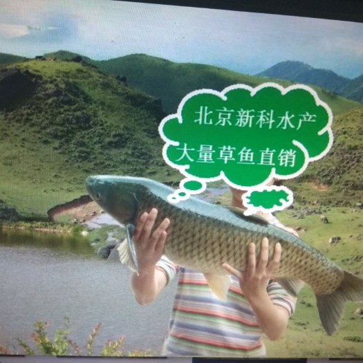 南京 养殖场直销草鱼 草鱼苗