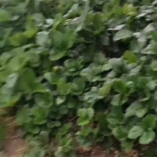安丘市白雪公主草莓苗 专业种植十四年
