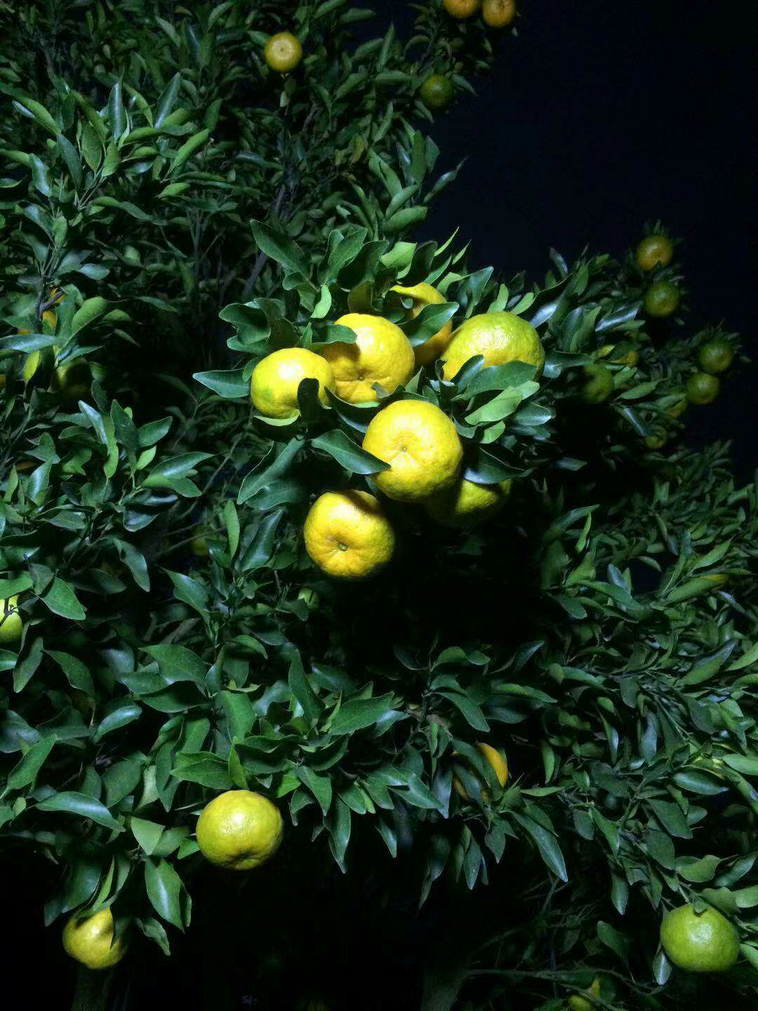  我们这果子是非常漂亮。新上市芦柑质量保障。希望有老板来订购。