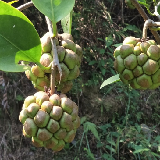 锦屏县粉红黑老虎苗