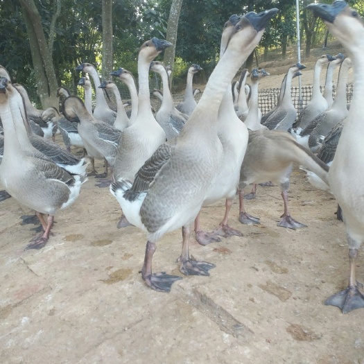 阳江阳江鹅苗 阳江苗