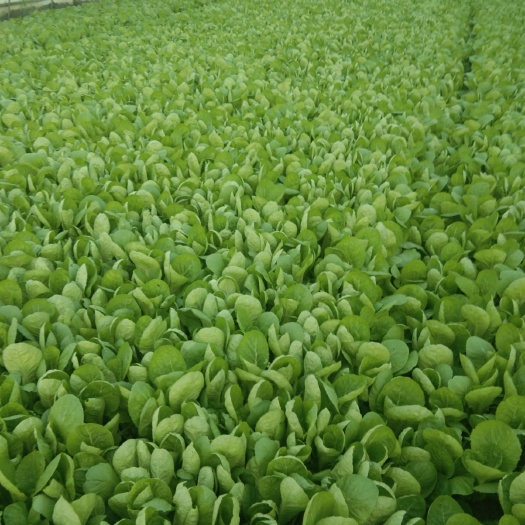 成都 常年供应优质小白菜，上海青，无虫眼，无黄叶