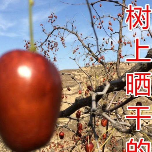西安陕北狗头枣  统货 全国快递速递