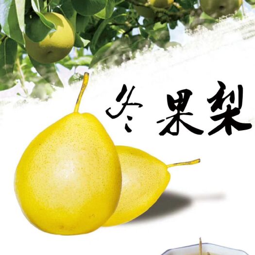 兰州 精品冬果梨烂而甜酸、香味浓郁，亲朋好友馈赠佳品!