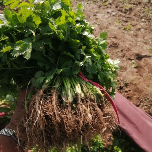 虞城縣 精品香菜緊急出售