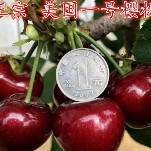 平邑县美国一号樱桃苗