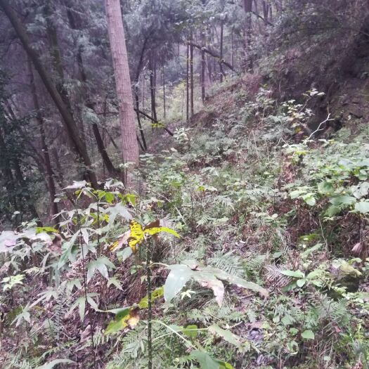 三台县山地 山林转承