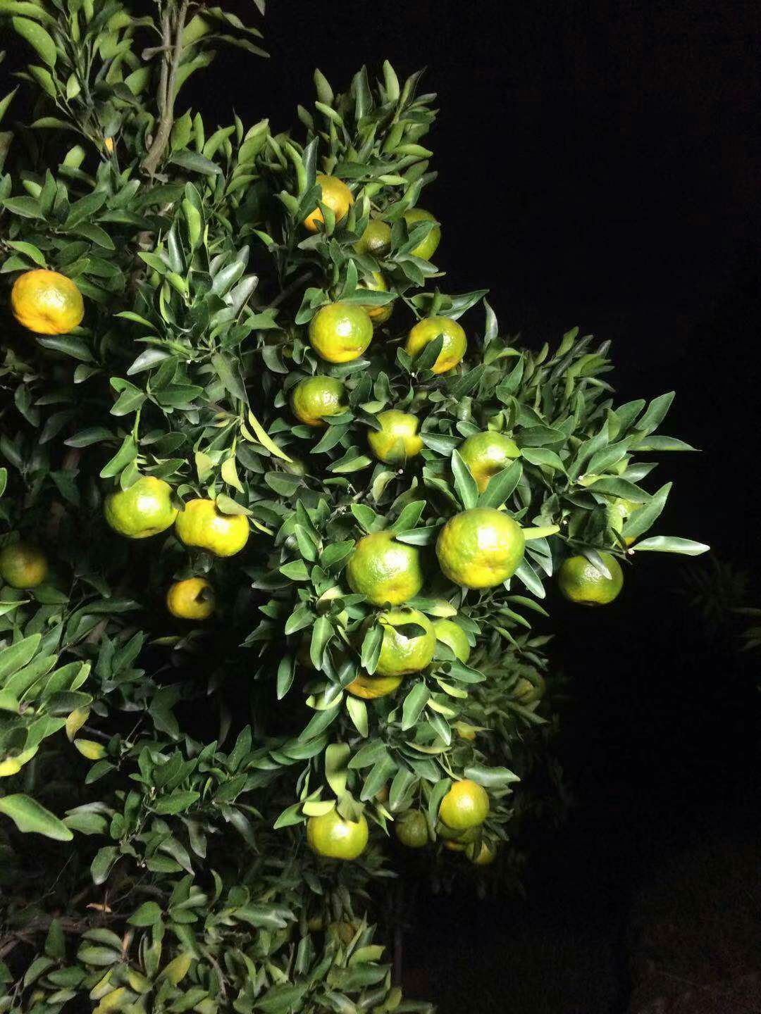  我们这果子是非常漂亮。新上市芦柑质量保障。希望有老板来订购。
