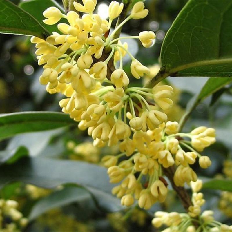 平邑县八月桂  桂花苗四季桂花树苗金桂花树苗朱砂桂花
