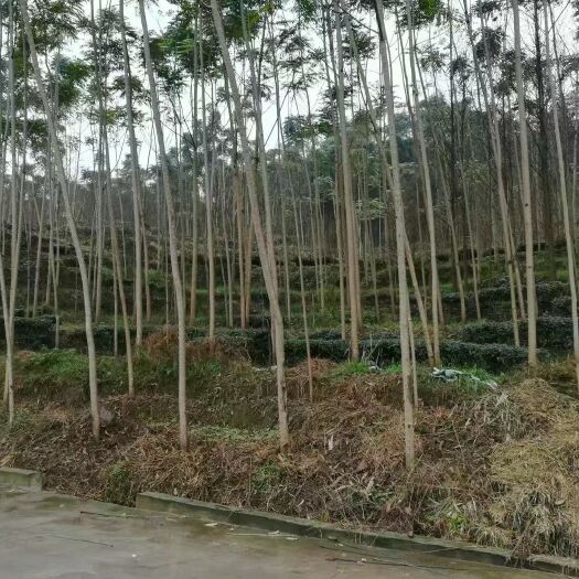 红椿木 红椿苗