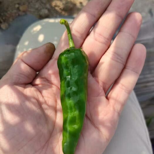 惠东县余干辣椒 余干椒