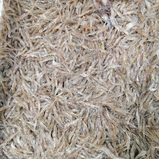 潜江市白米虾 河虾