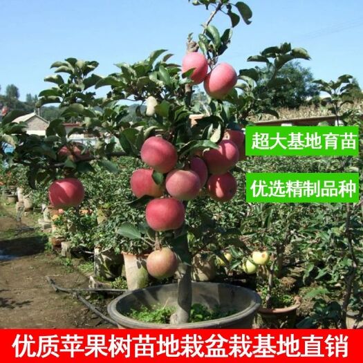 平邑县 苹果盆栽  基地直销   保证品种纯度