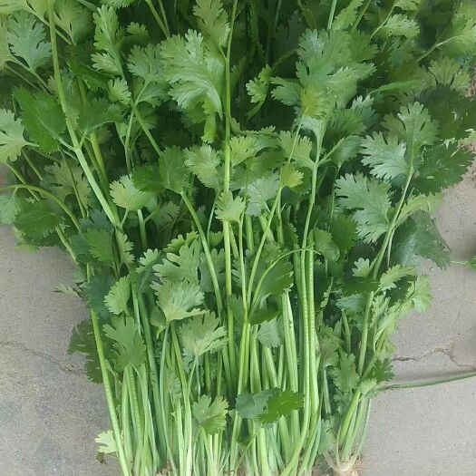 邯郸我处精品香菜大量上市对接微商电商团队各种蔬菜大量现货供应