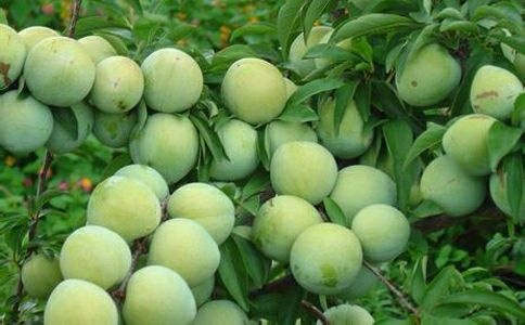 平邑县蜂糖李树苗 苗圃直供，现挖现发，保证是蜂糖李，保证成活。免费技术指导。