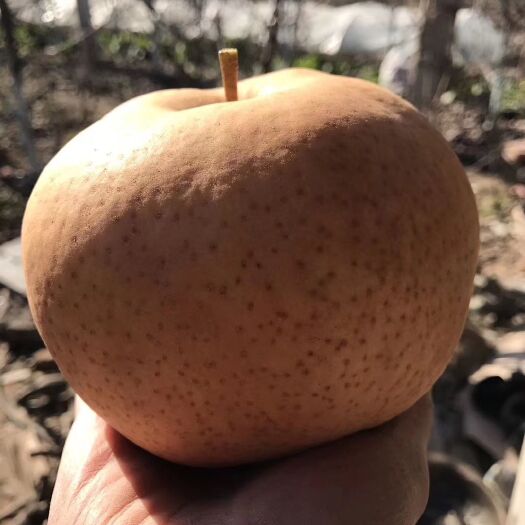 滑县红梨 90mm以上 500-550g