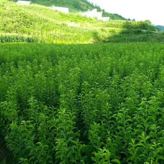 镇宁县蜂糖李树苗 来自原产地的正宗蜂糖李苗，根系发达，保证质量