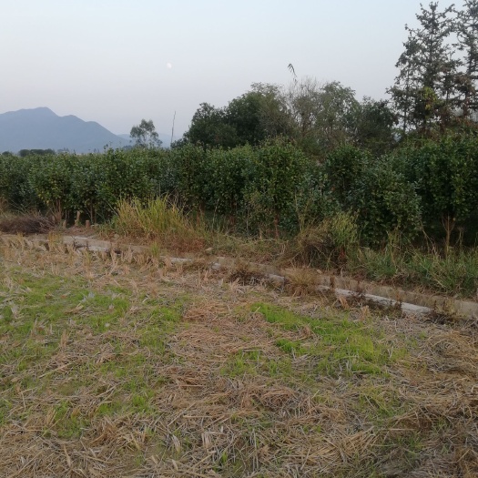 灵川县茶花树 140cm以上