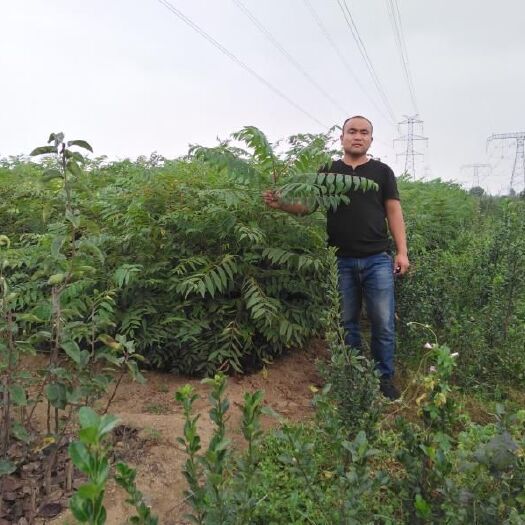 泰安 大量供应大棚矮化香椿苗 黑油香椿苗 食用香椿苗