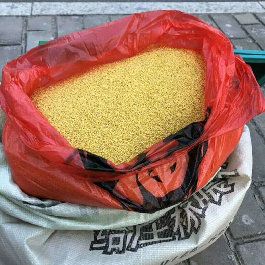 芮城县 2019年新出小米