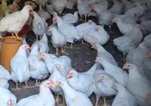 枣阳市 817肉鸡苗