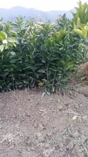 秀山纽荷尔脐橙苗 基地直销，现取现发，品种正中，质量保证，量大从优，欢迎咨询