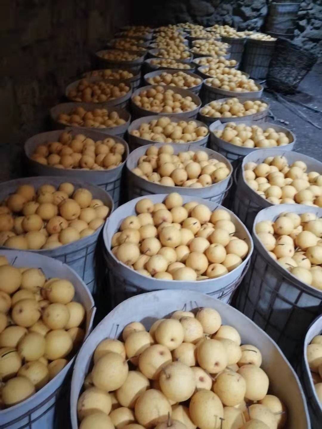  绥中产地大白梨价格合里质量保证