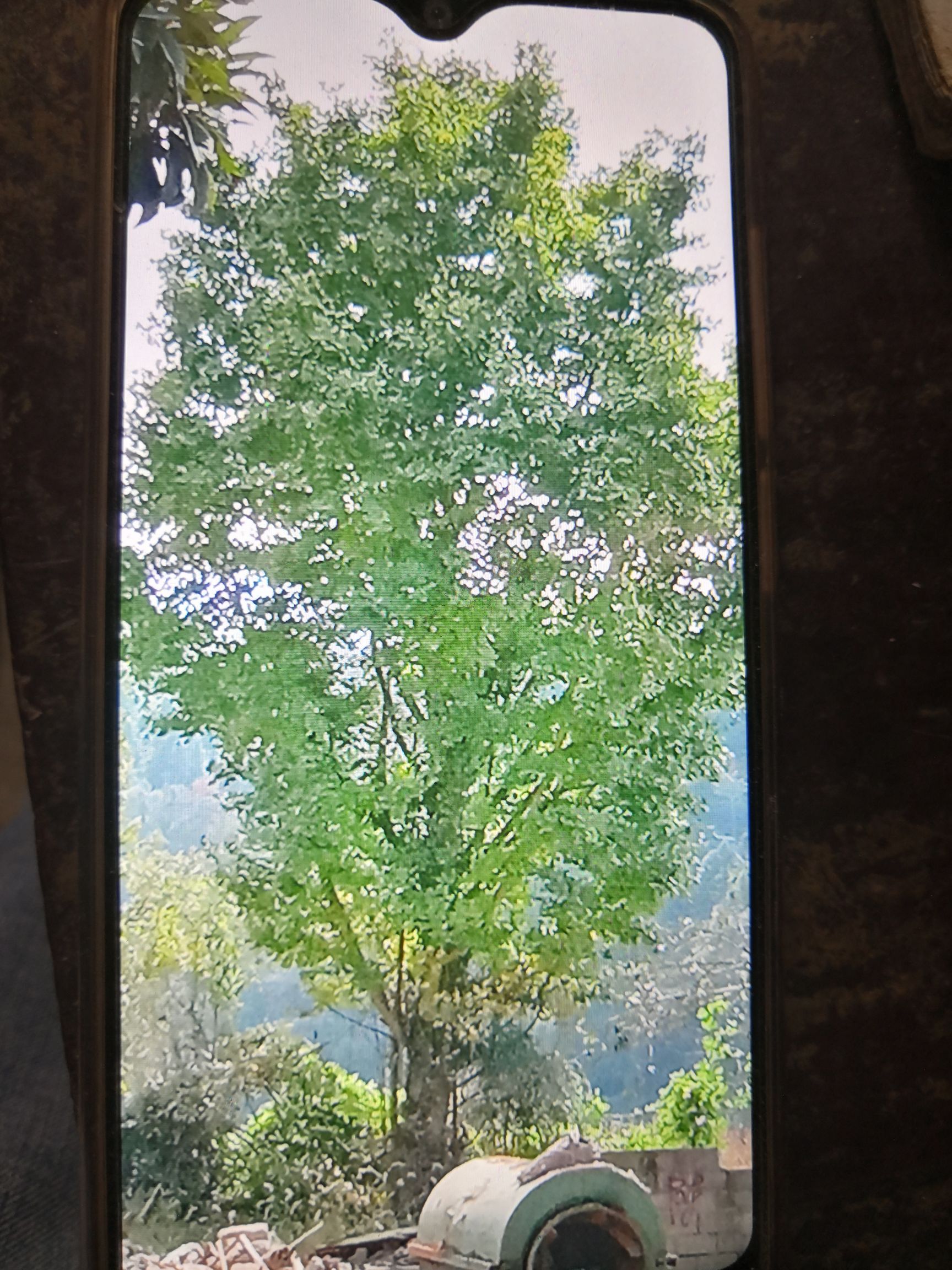  精品银杏树货真价实，真成合作，诚实守信，