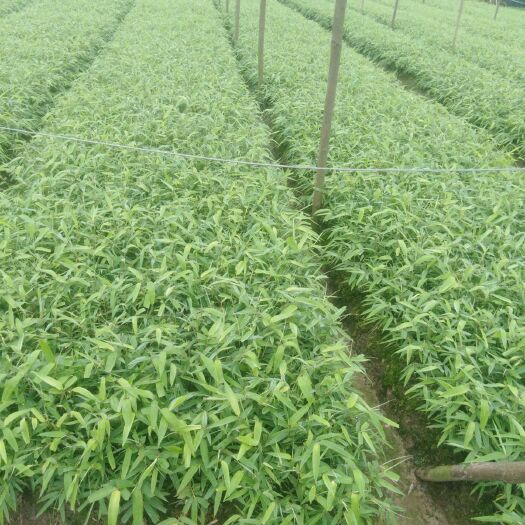 洪雅县优质一年生无纺布营养杯楠竹苗，根系发迖，成活率高，大量供应