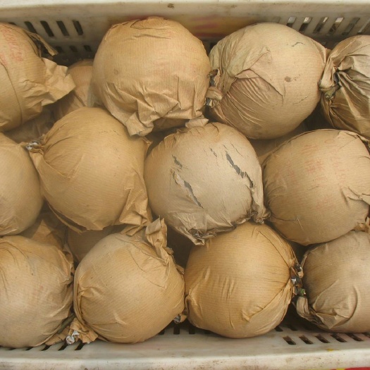 宁陵县丰水梨 55mm以上 200-250g
