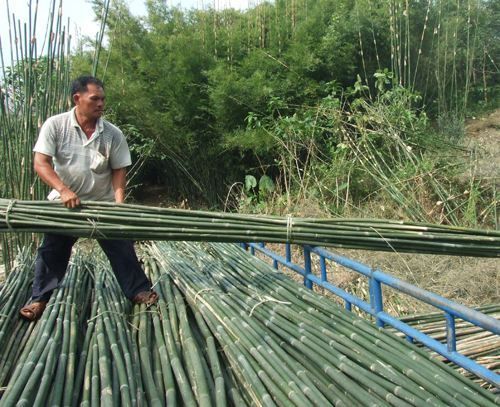 信阳菜架竹 大量竹竿供应，长短可定制