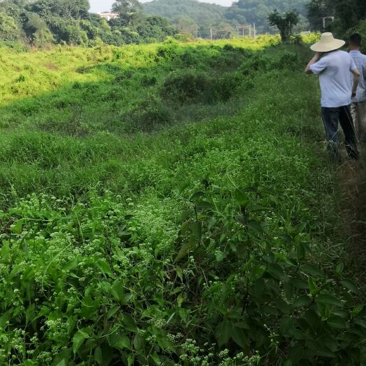 旱地 120亩靓地，可种植药材，农产品等