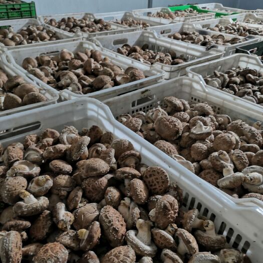 卢氏县香菇808 白加花4.2cm以上