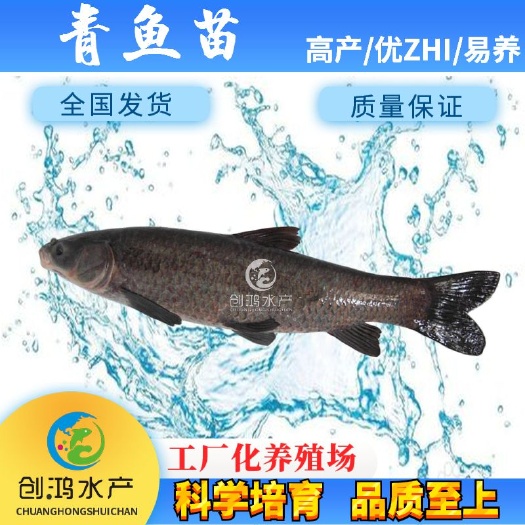 广州【苗场直销】优质青鱼鱼苗 青鱼苗 黑鲩鱼苗 螺丝青鱼苗