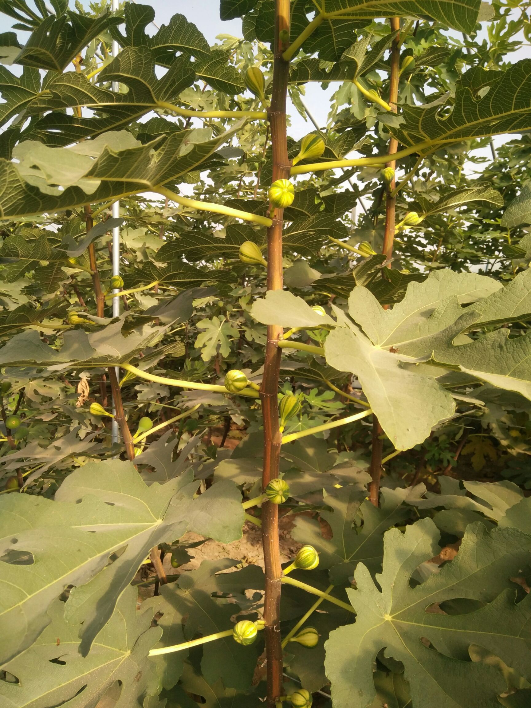 波姬红无花果苗 无花果苗种植批发基地