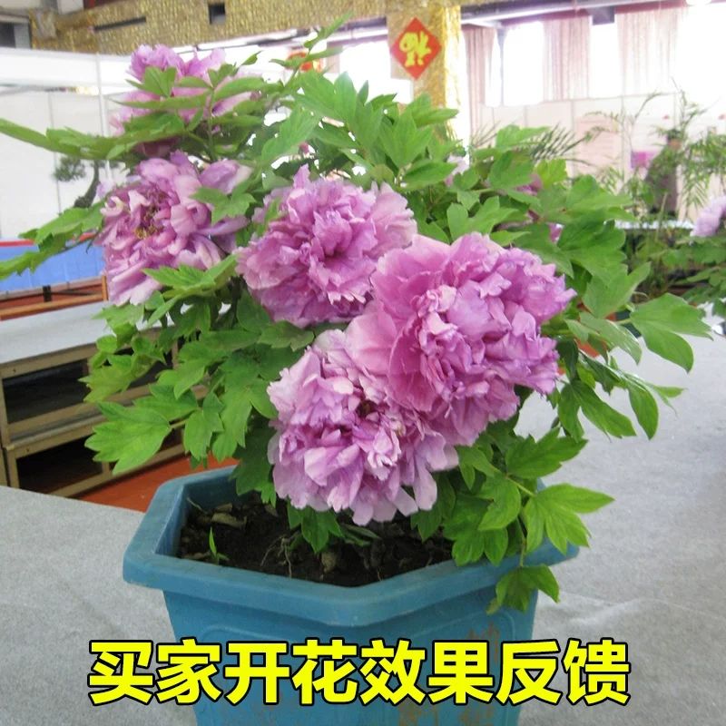  观赏牡丹  颜色多  品种齐全  室内室外都适合。