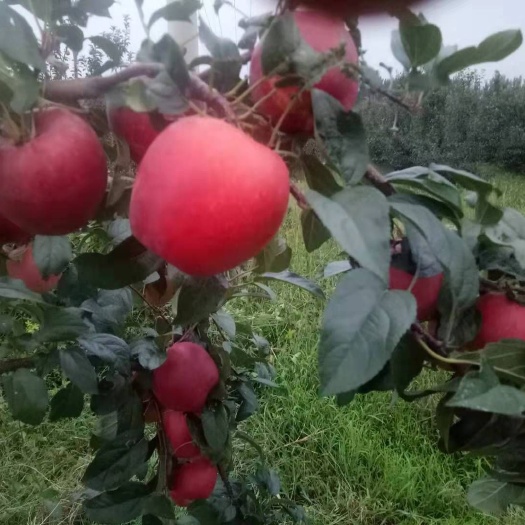 平邑县 鲁丽苹果苗