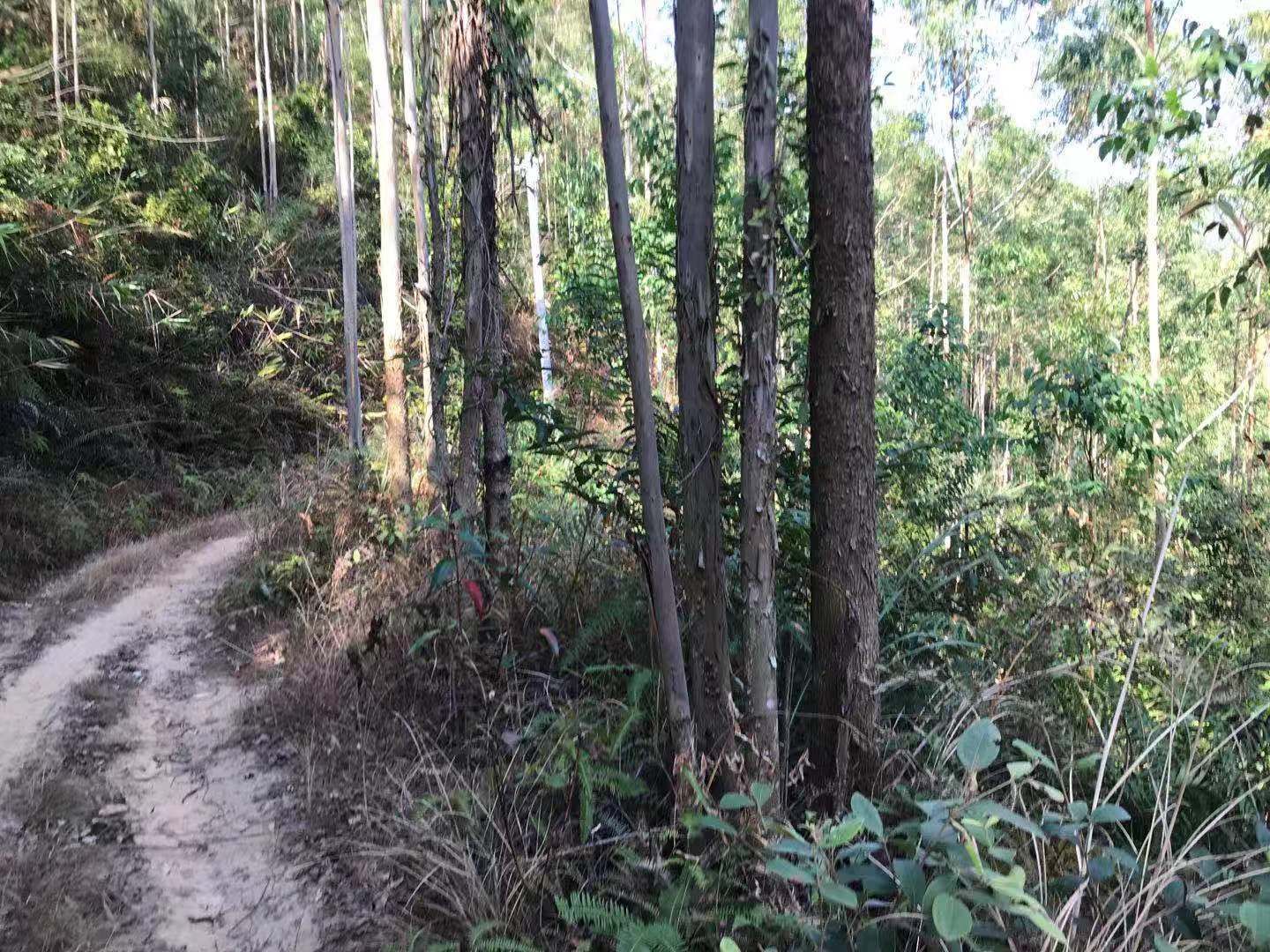  1200亩广九桉树林带地
