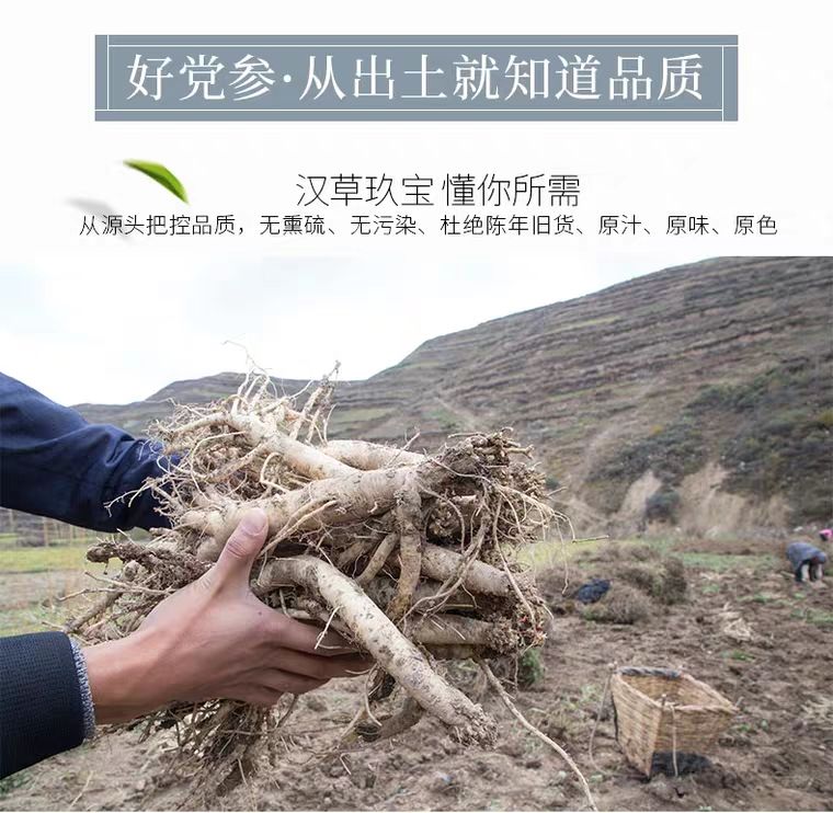  党参白条干活甘肃