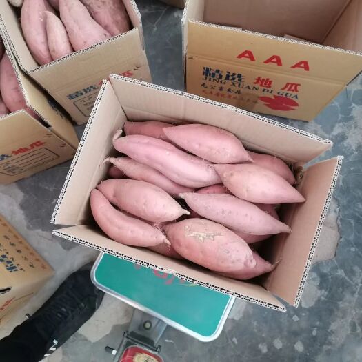 烟薯25 大连闫店乡的甜蜜薯地瓜
